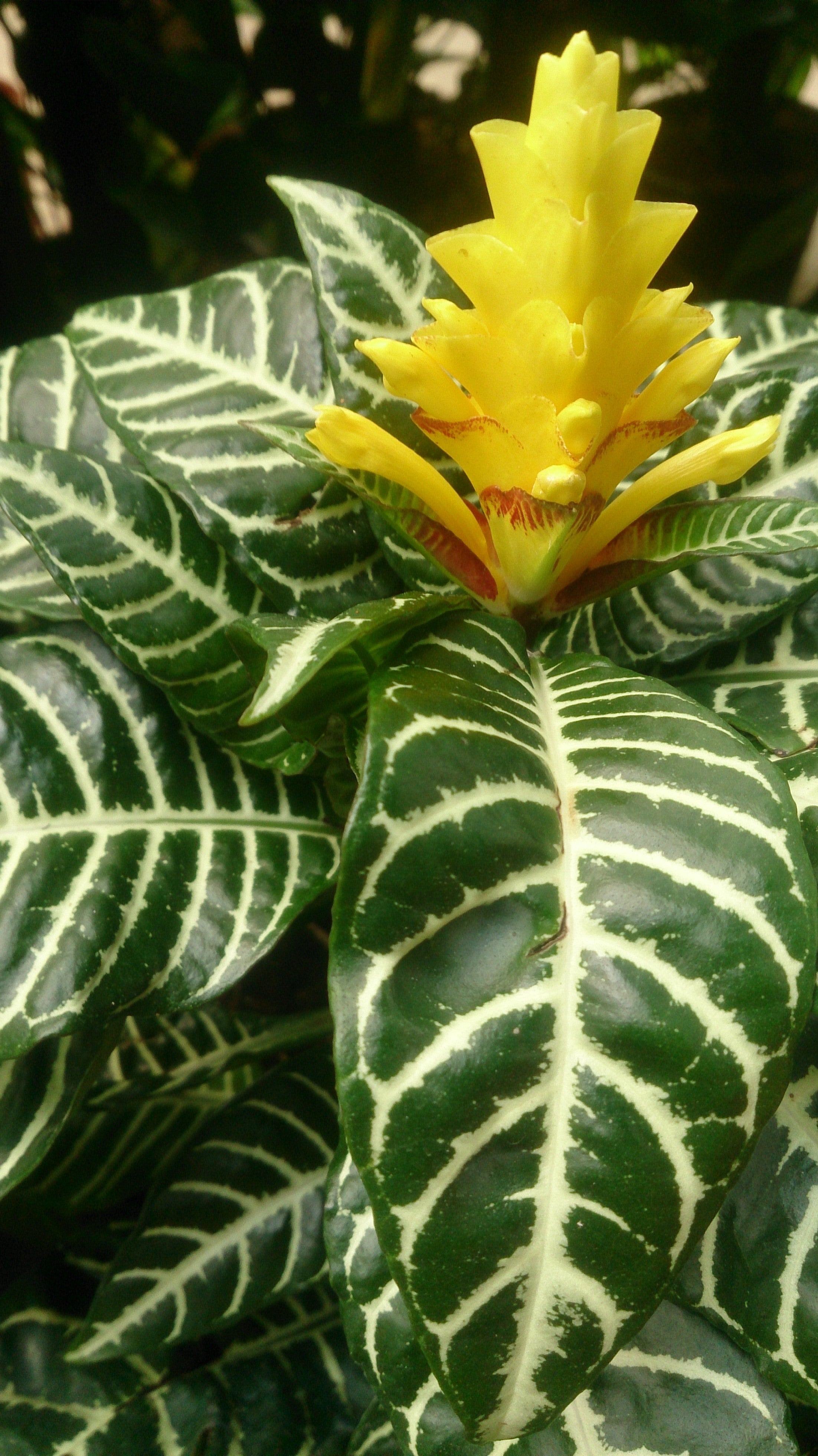 Aphelandra Zebra plant photo