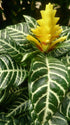 Aphelandra Zebra plant photo
