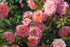 Rose &