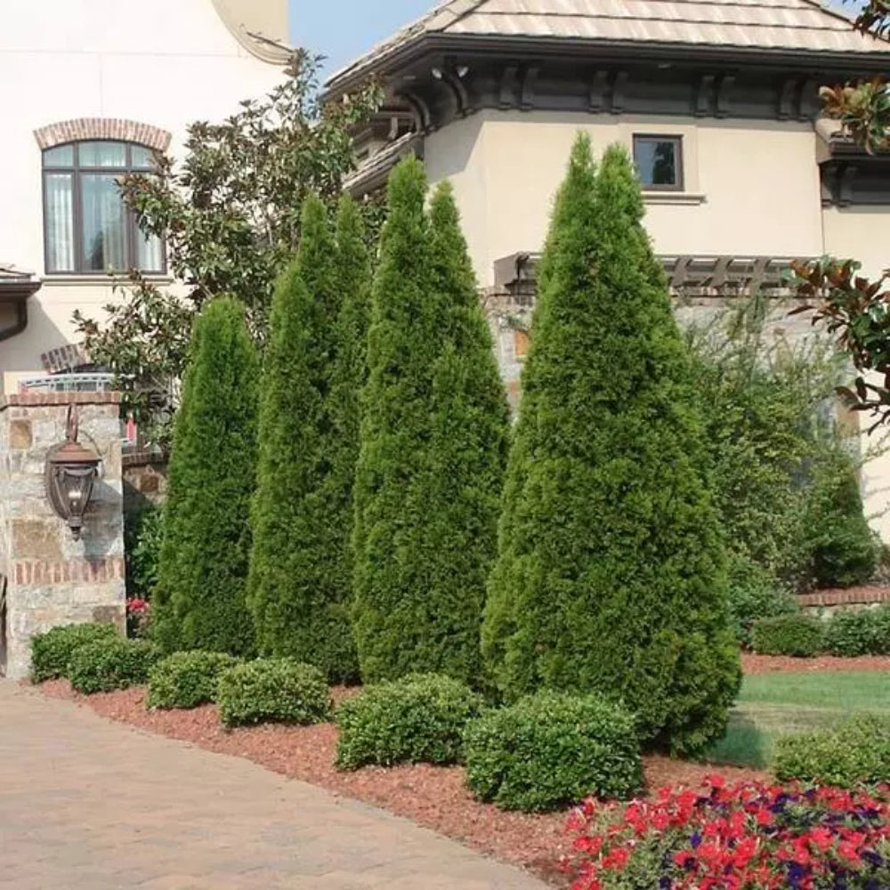 Arborvitae &