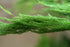 4" Fern Asparagus Plumosa plant photo