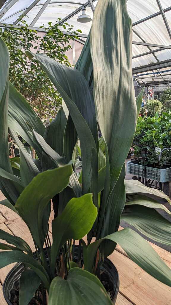 Aspidistra Cast Iron