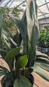 Aspidistra Cast Iron