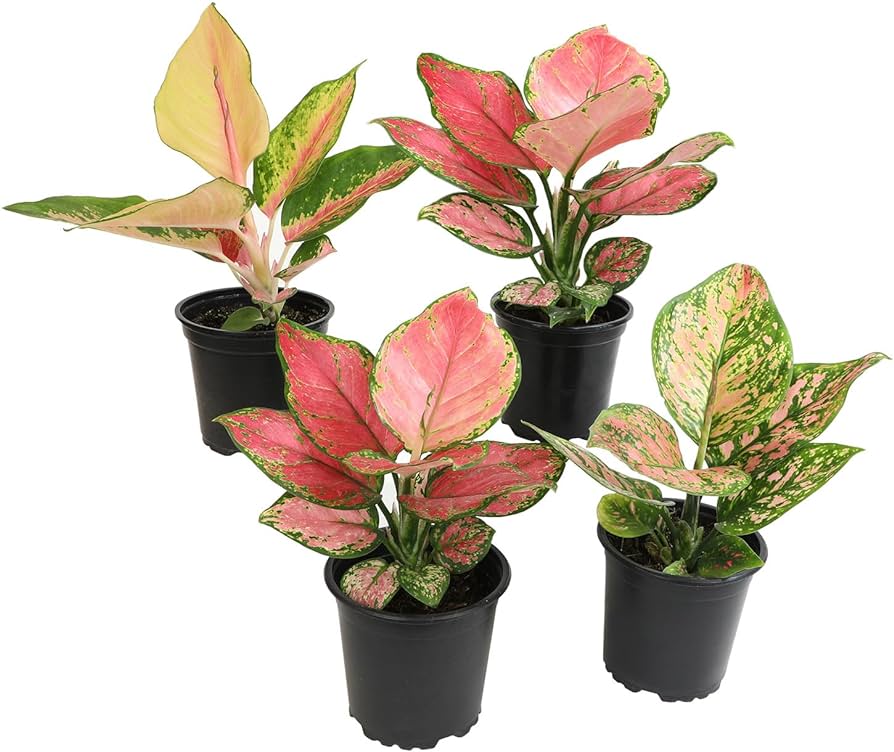 4" Aglaonema plant photo