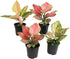 4" Aglaonema plant photo