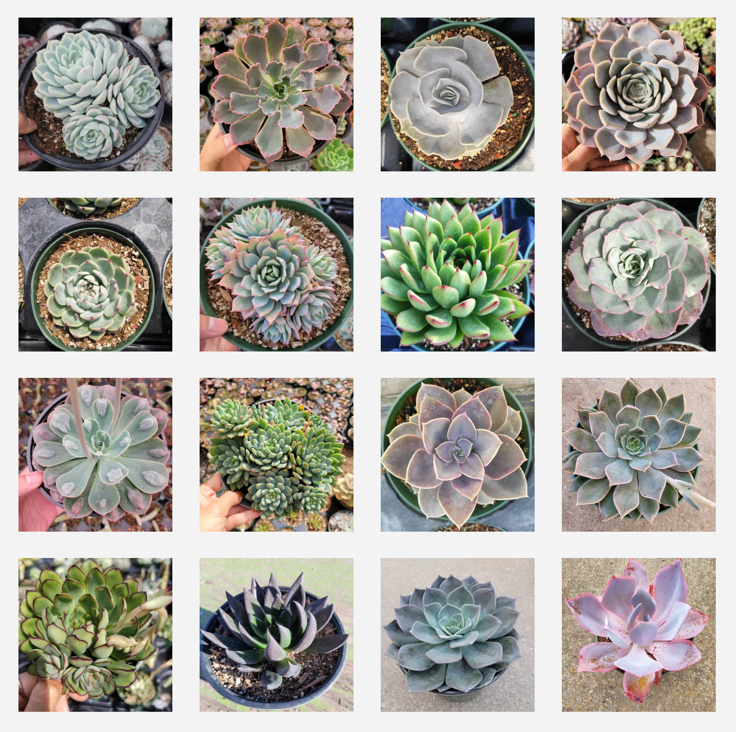 4" Succulent plant photo