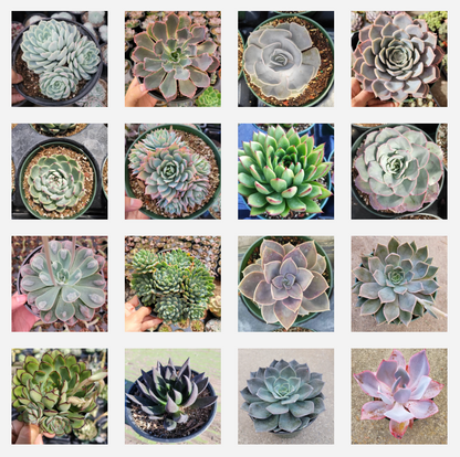 6" Succulent plant photo
