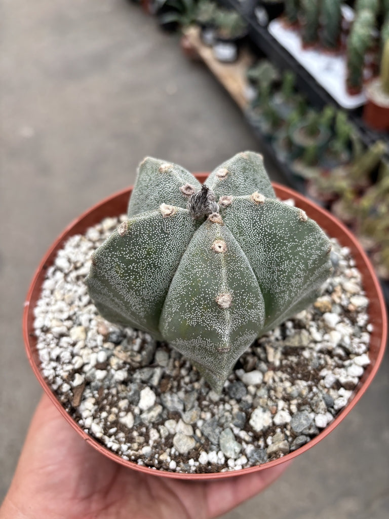 Astrophytum Myriostigma cv. nudum