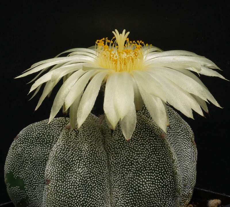 2" Cactus Astrophytum product photo