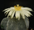 2" Cactus Astrophytum product photo