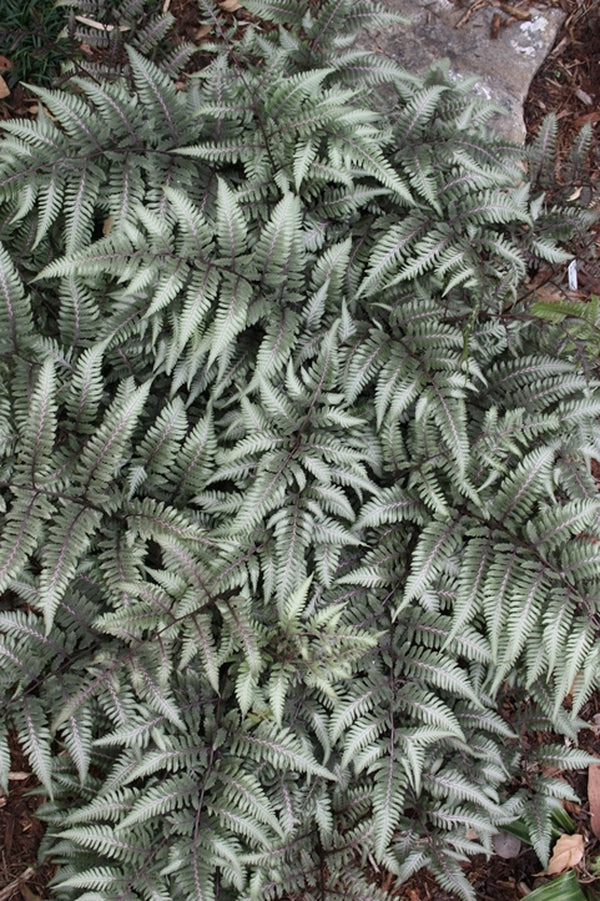 Fern Athyrium Godzilla Giant Jap Painted 1 gal plant photo