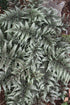 Fern Athyrium Godzilla Giant Jap Painted 1 gal plant photo