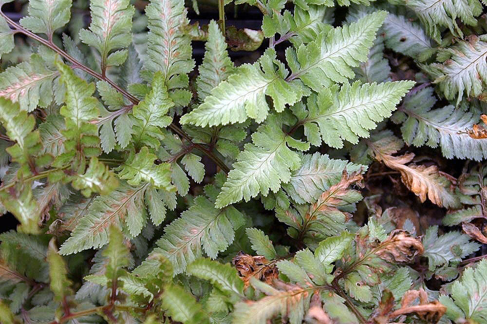Fern Japanese Painted Fern 1 gal plant photo