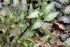 Fern Japanese Painted Fern 1 gal plant photo