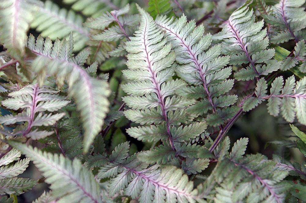 Fern Painted Lady 1 qt plant photo