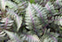 Fern Painted Lady 1 qt plant photo