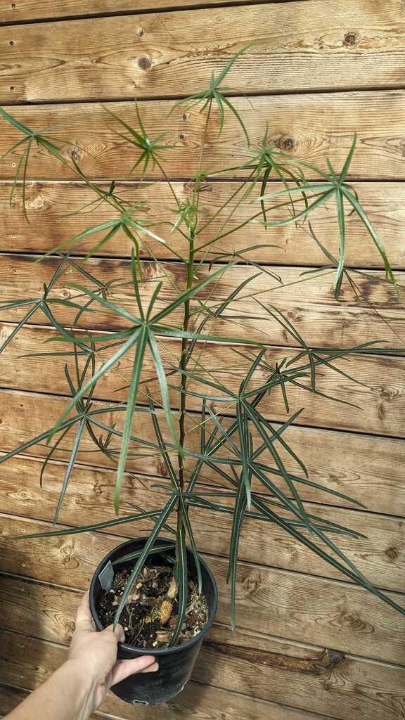 Australian Bottle Tree