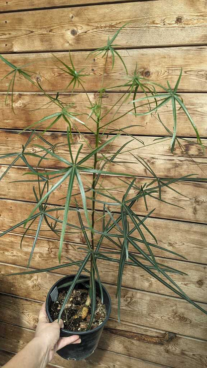 Australian Bottle Tree
