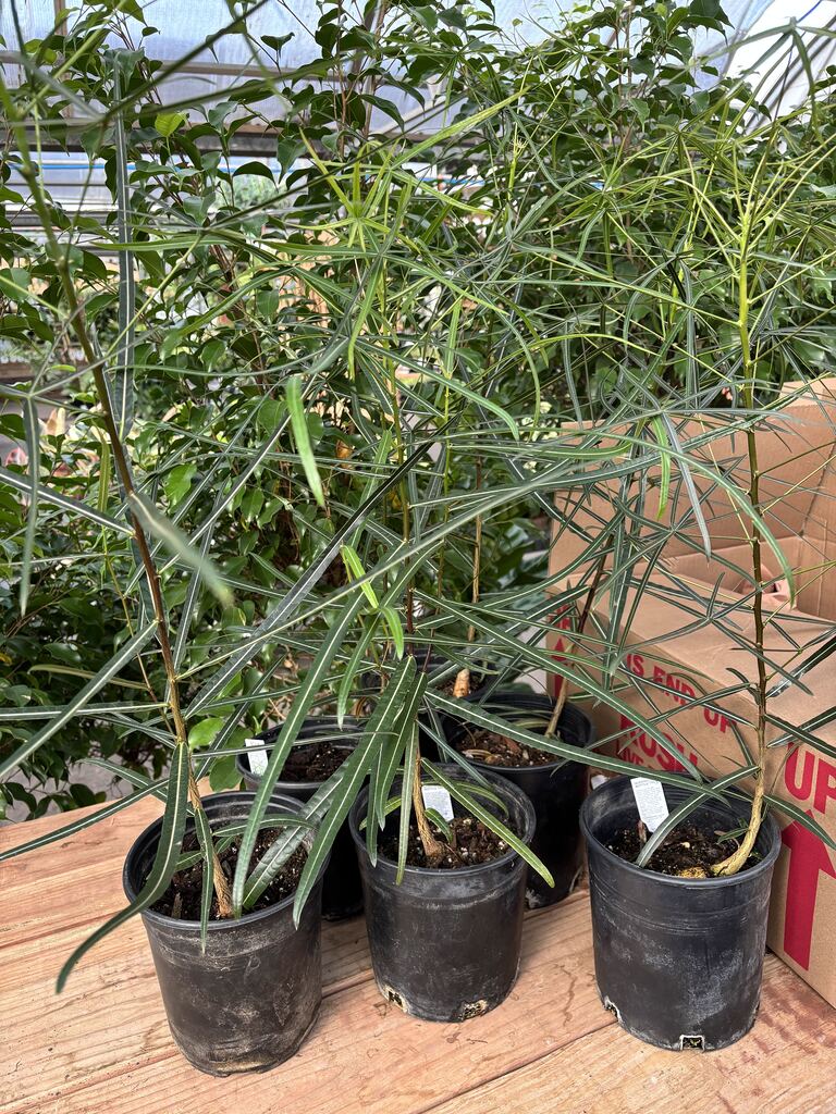 Australian Bottle Trees