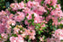 Azalea &