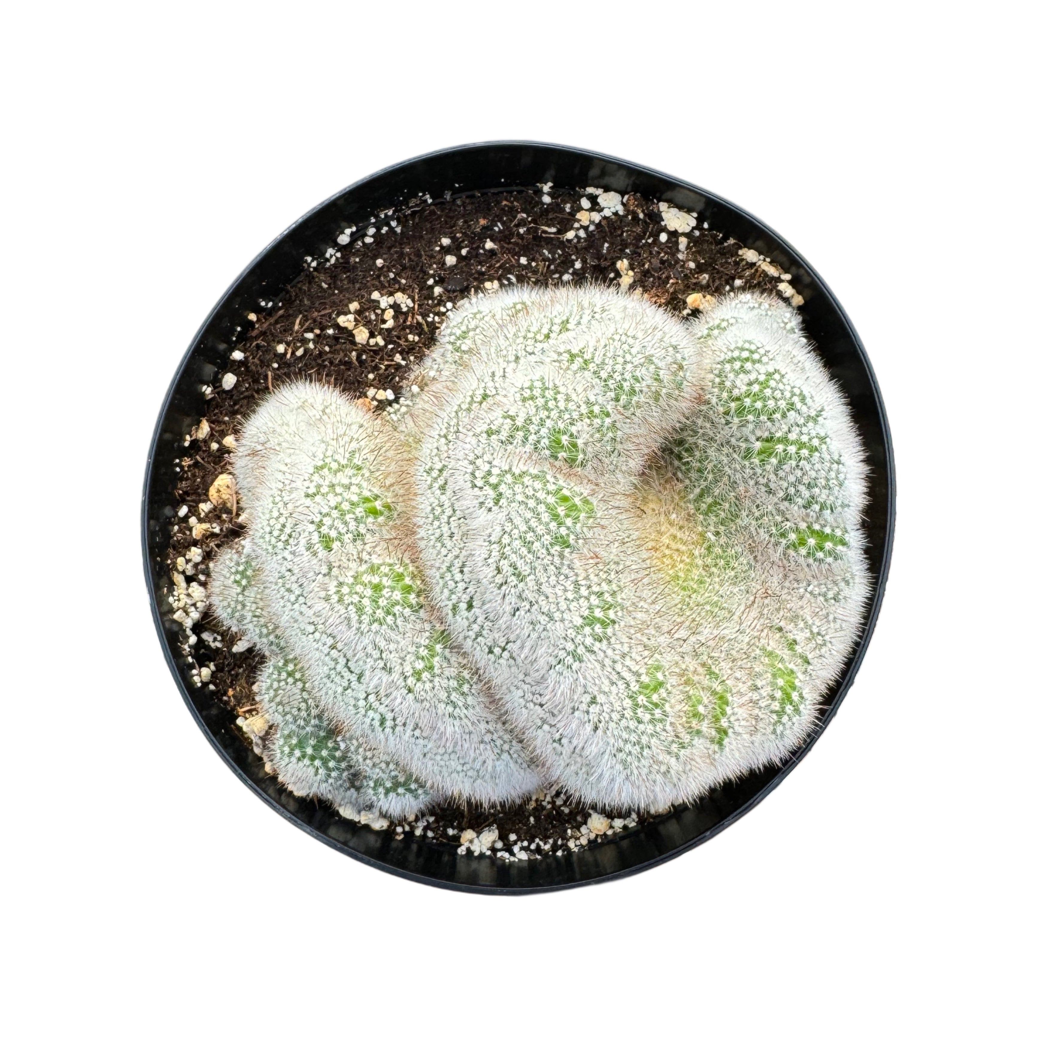 6in Monstrose cactus plant photo