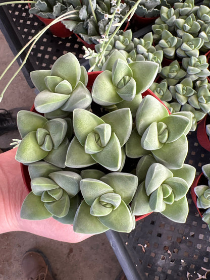 6" Succulent plant photo