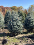Spruce &