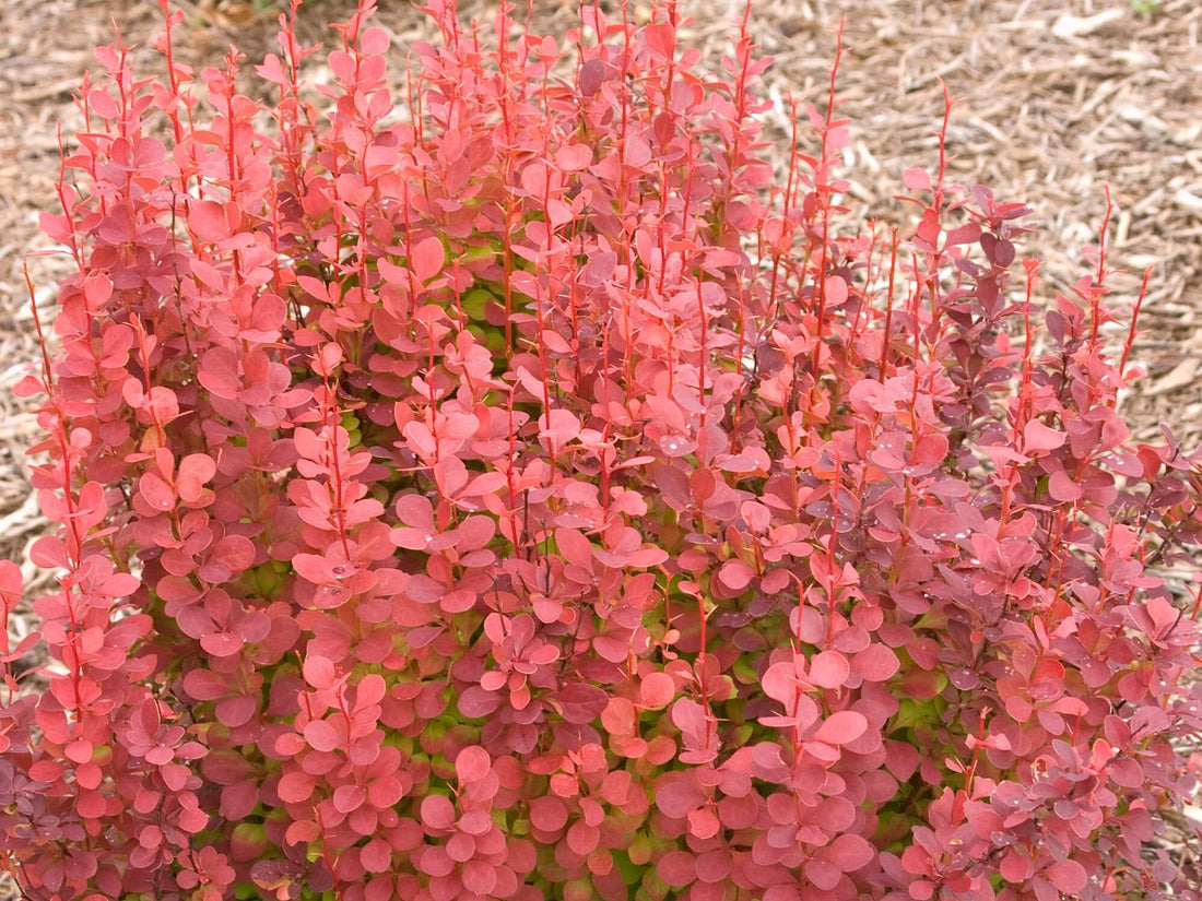 Barberry &