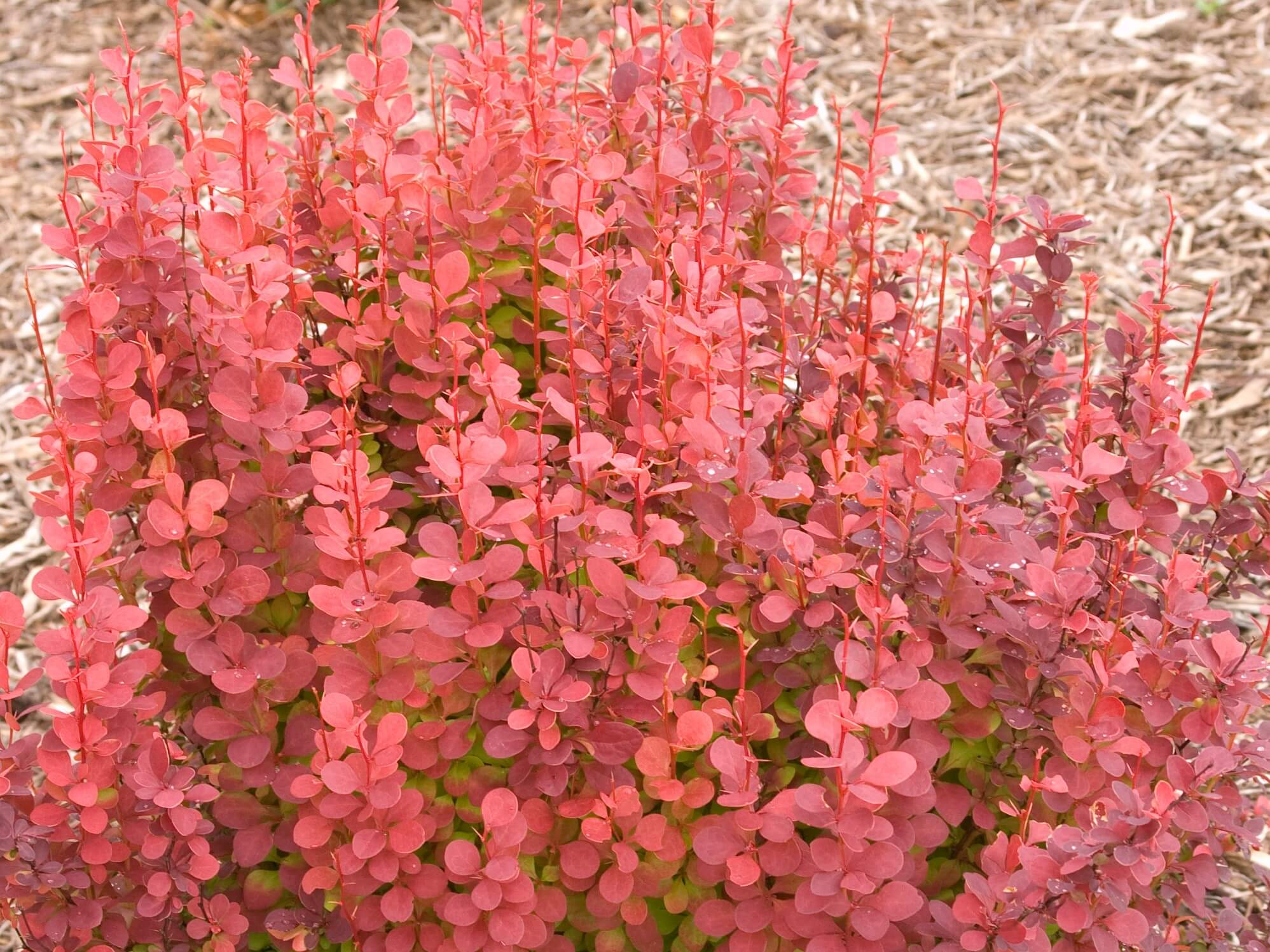 Barberry &
