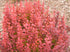 Barberry &