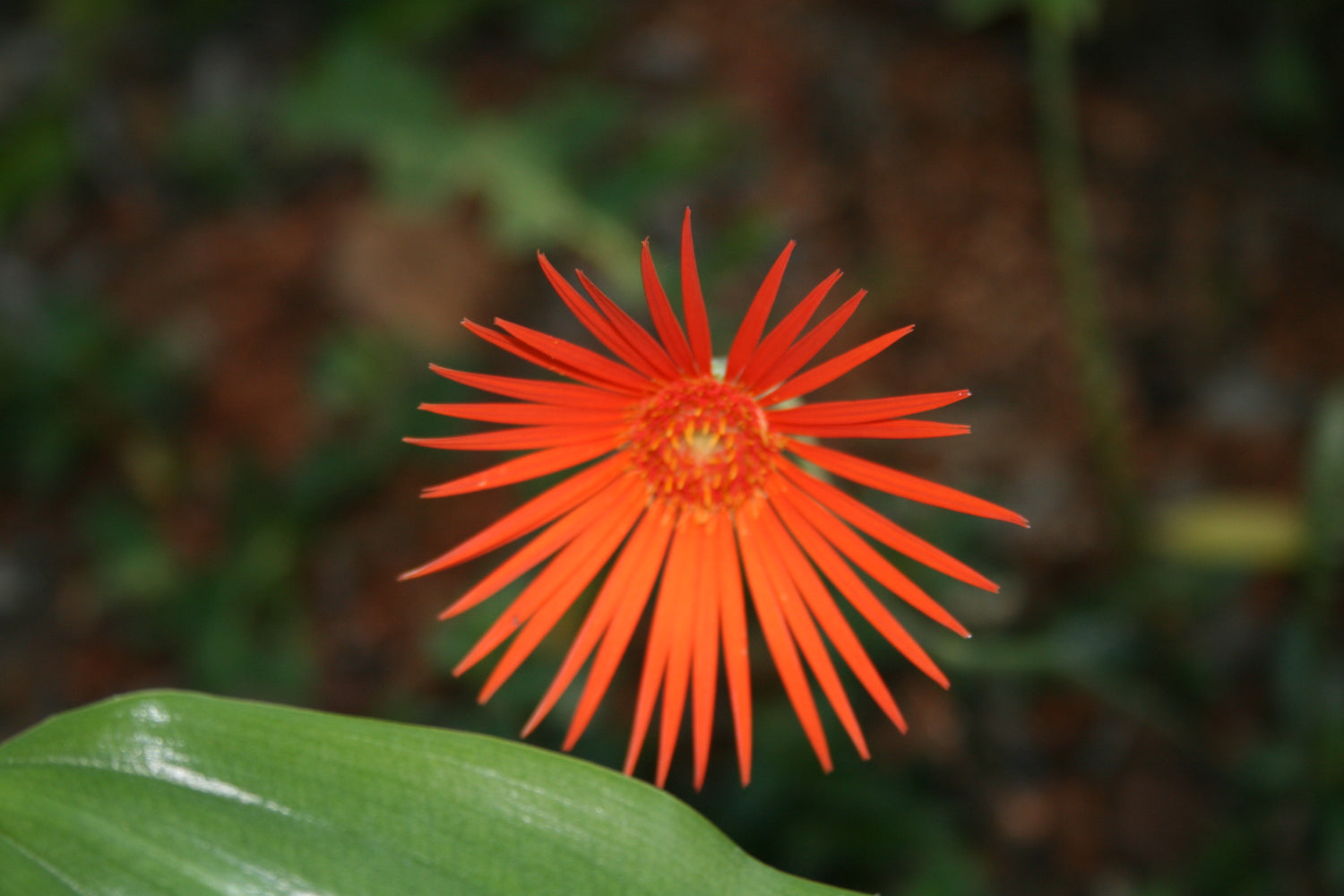 5" Gerbera Daisy plant photo