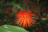 5" Gerbera Daisy plant photo