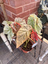 Begonia Angel Wing Hybrid