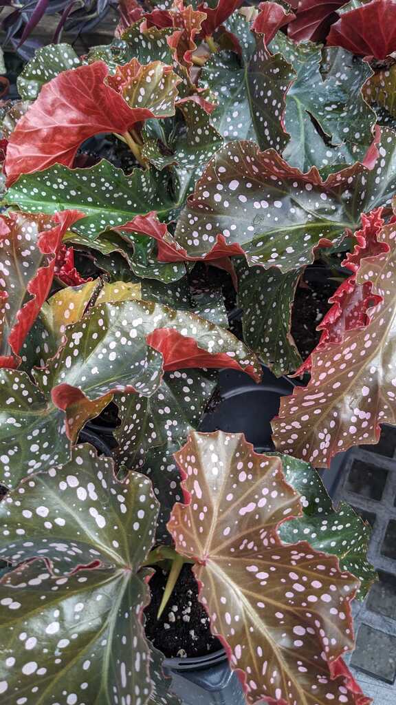 Begonia Crackling Rosie