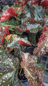 Begonia Crackling Rosie