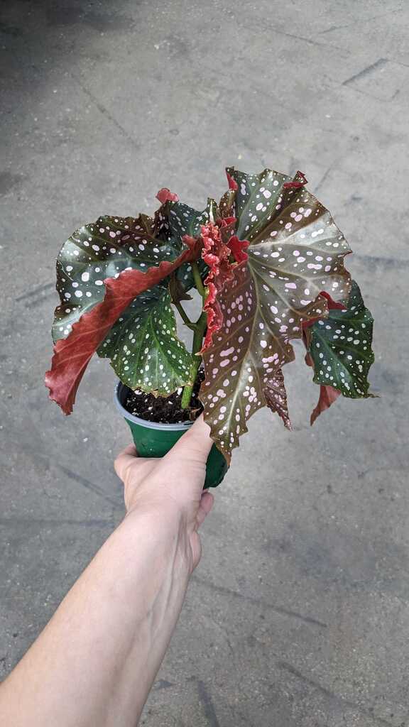 Begonia Crackling Rosie