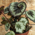 Begonia Escargot