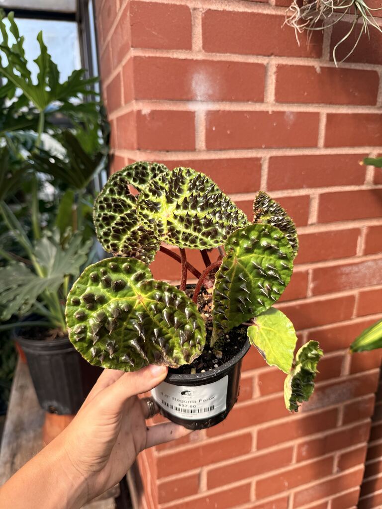 Begonia Ferox