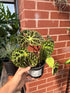 Begonia Ferox