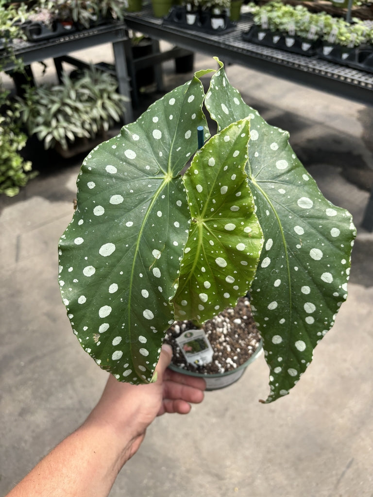 Begonia Flamingo Queen