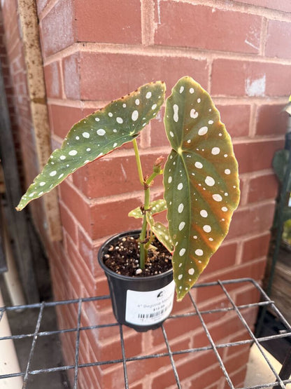 Begonia Maculata