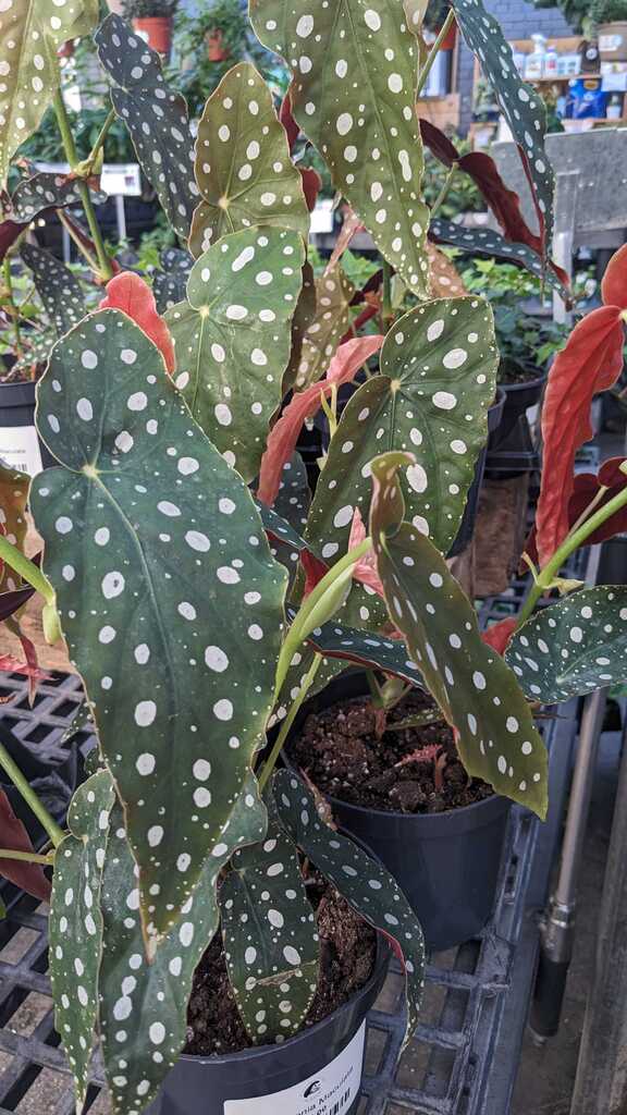 Begonia Maculata