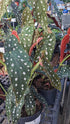 Begonia Maculata