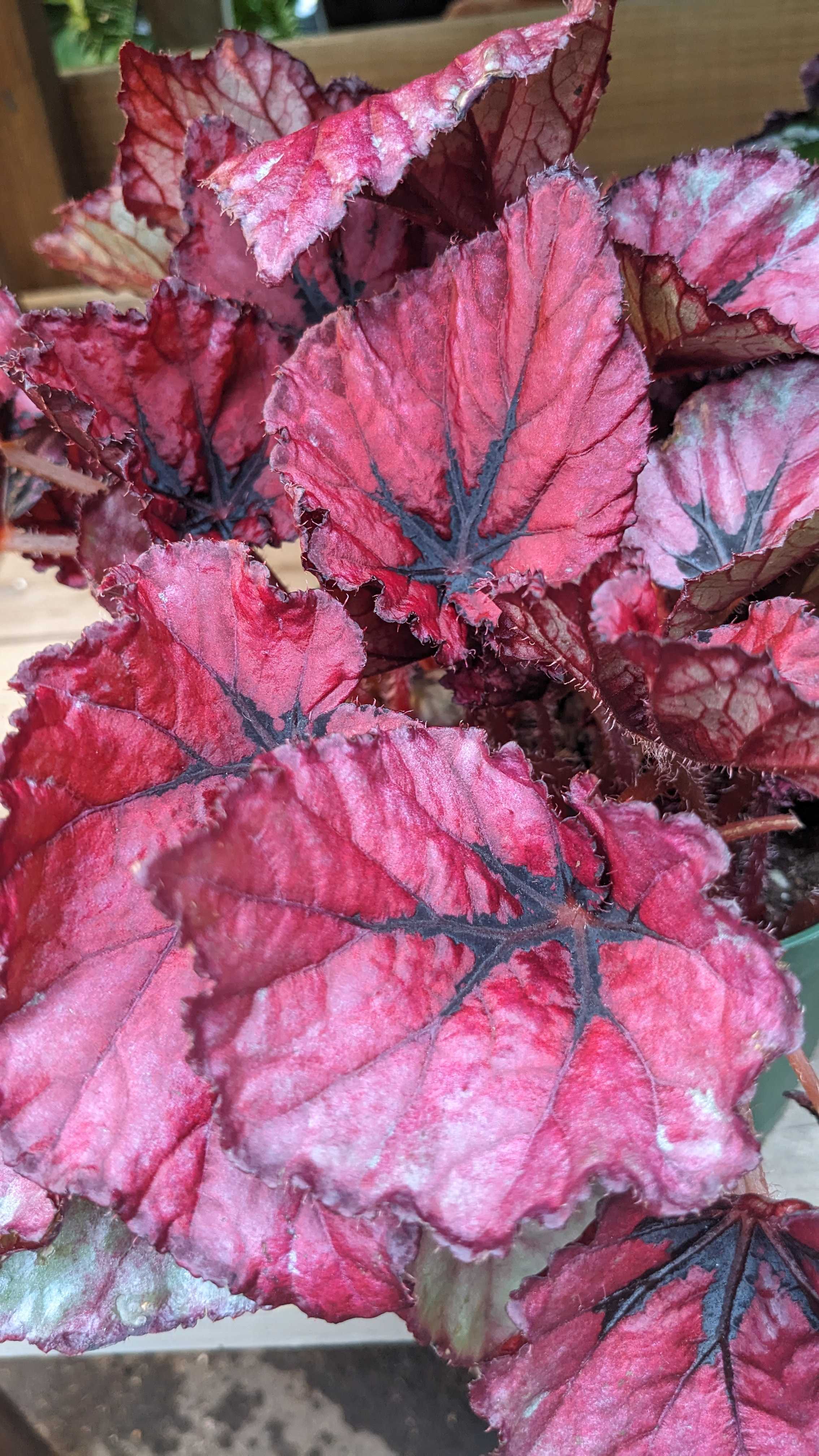 Begonia Rex