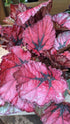 Begonia Rex