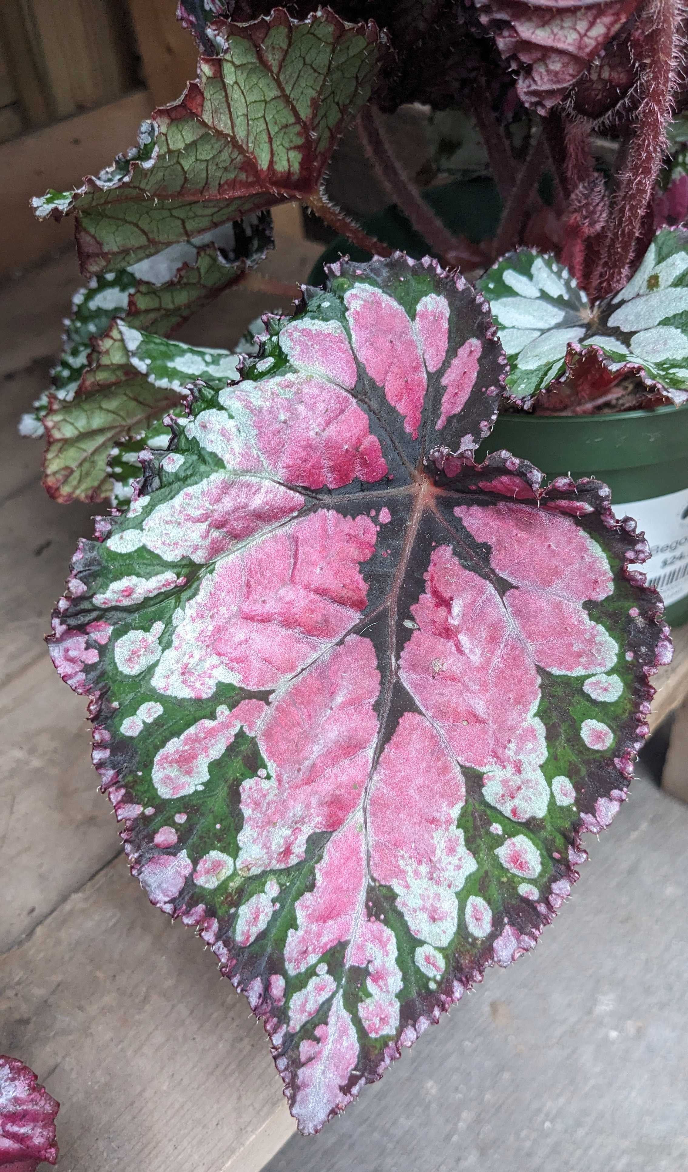 Begonia Rex