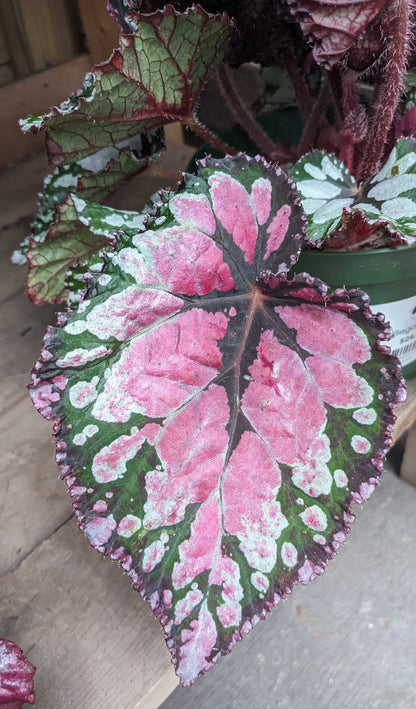 Begonia Rex