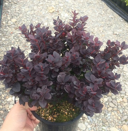 Barberry &