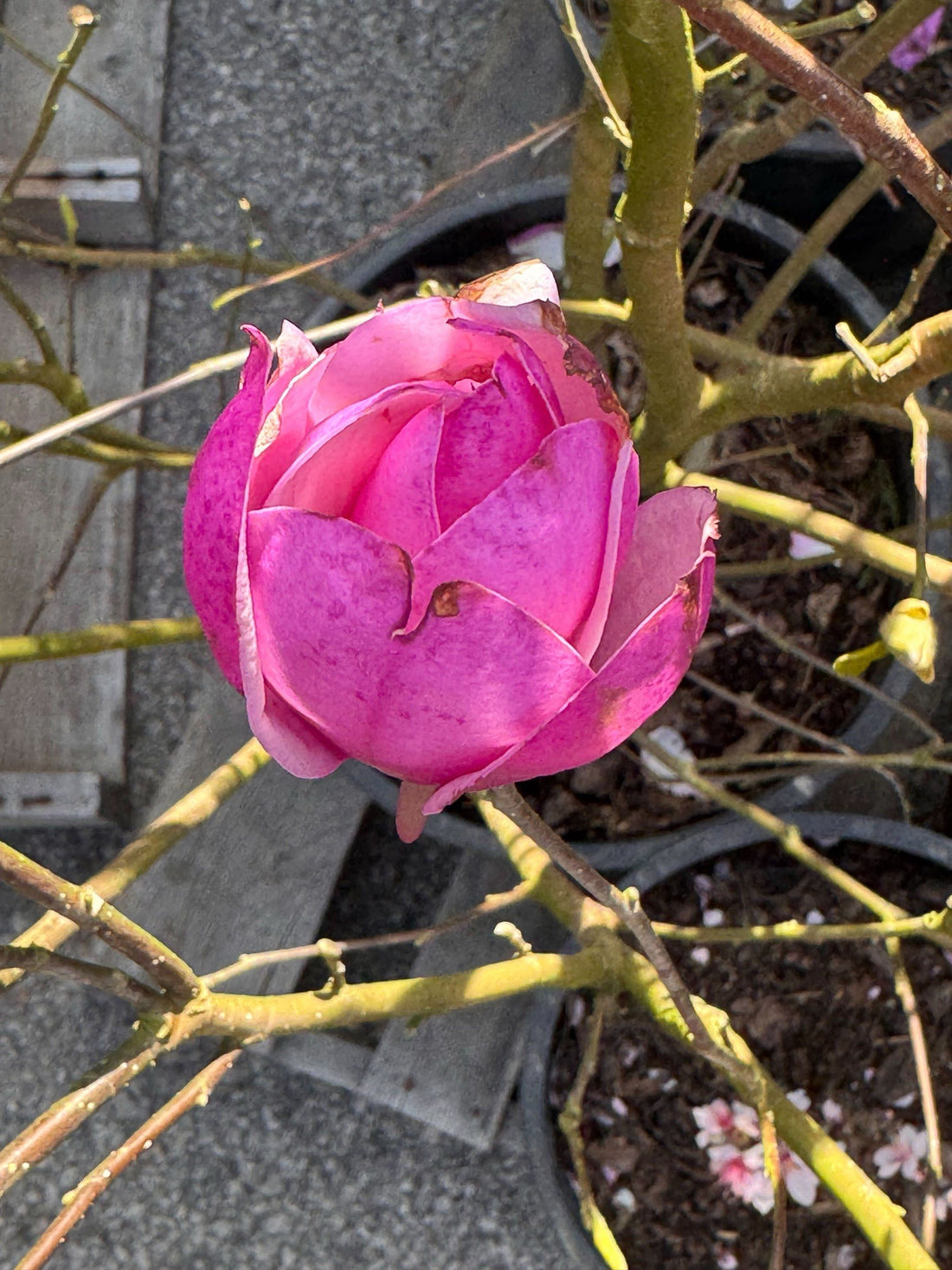 Magnolia &