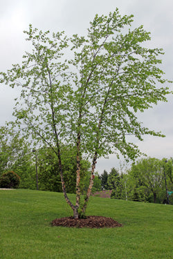 Birch 